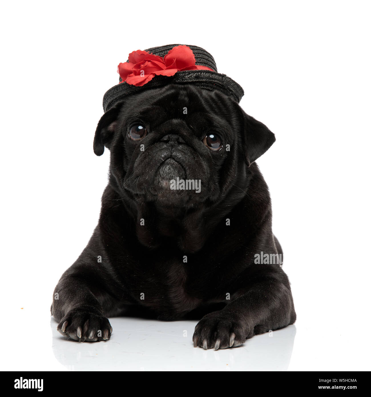 Le PUG Adorable à la recherche de l'appareil photo avec sa bouche fermée tout en portant un chapeau noir élégant avec une décoration rouge et blanche couchée sur studio backg Banque D'Images