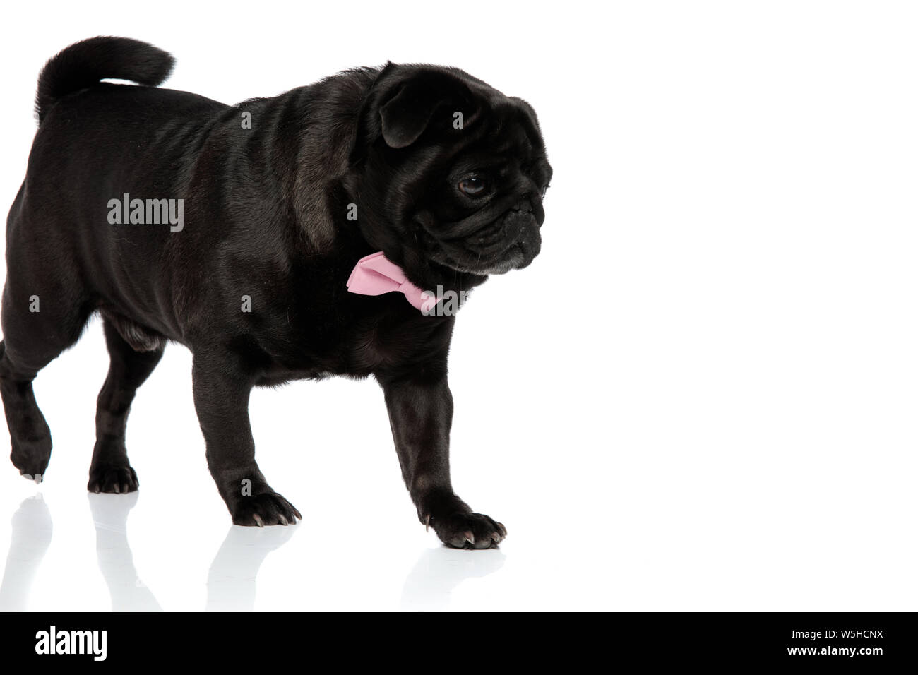 Le pug curieux et à la recherche de quelque chose de pas à pas, tout en portant un nœud papillon rose et avoir la bouche fermée, on white background studio Banque D'Images