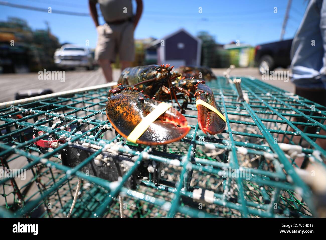 Beijing, Chine. 22 Juin, 2018. Photo prise le 22 juin 2018 montre un homard à Portland, Maine, aux États-Unis. Credit : Zhang Mocheng/Xinhua/Alamy Live News Banque D'Images