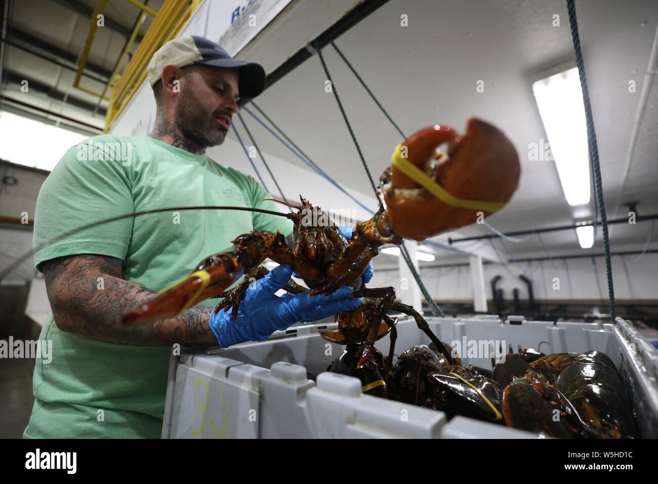Beijing, USA. 26 Juin, 2018. Un travailleur sortes de homards par la taille à la côte du Maine Lobster Company dans la région de York, Maine, États-Unis, le 26 juin 2018. Credit : Zhang Mocheng/Xinhua/Alamy Live News Banque D'Images