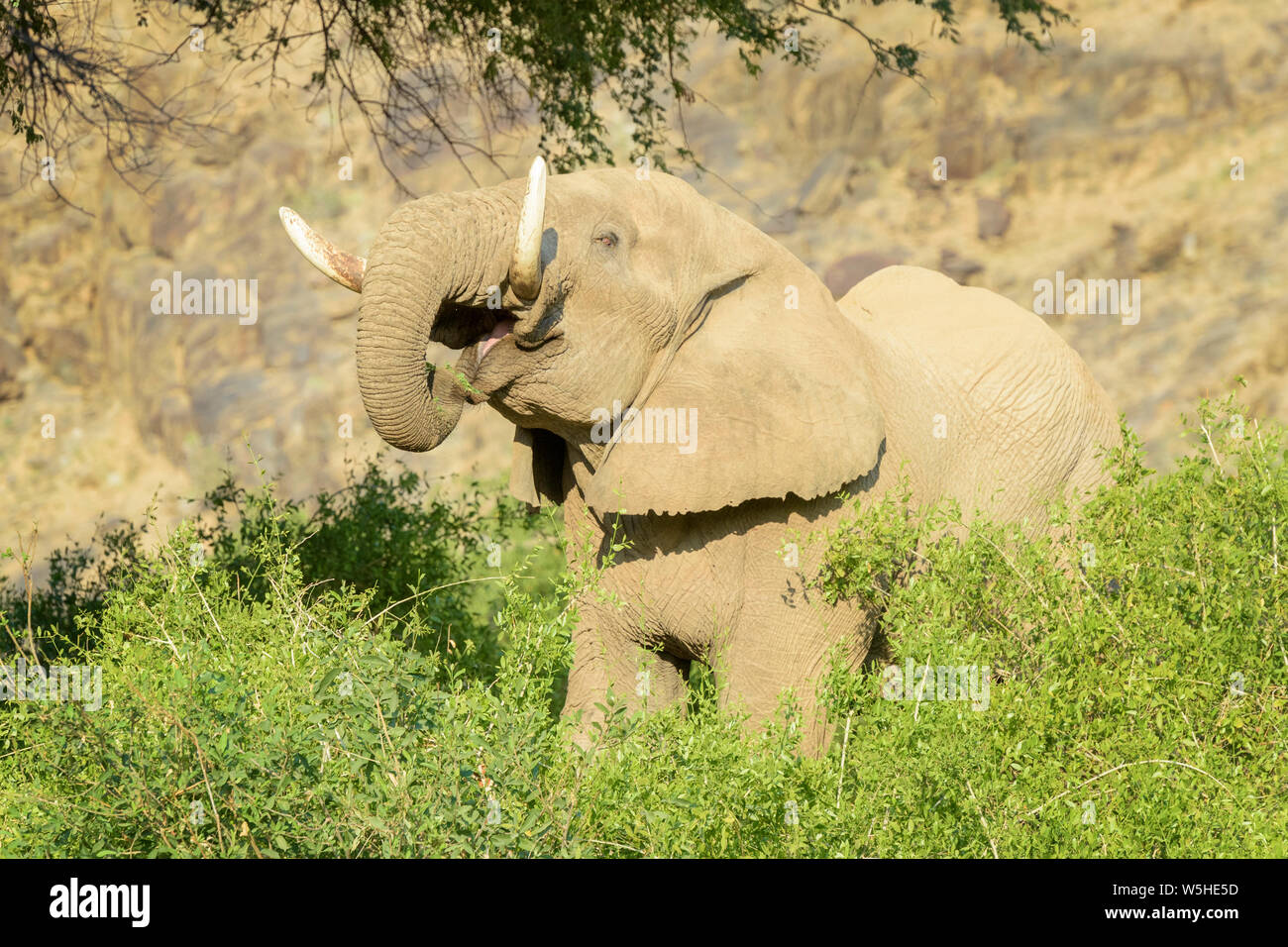 L'éléphant d'Afrique, le désert-adapté Elephant (Loxodonta africana) bull manger les feuilles et brindilles d'acacia, Hoanib, désert, Namibie Kaokoland Banque D'Images