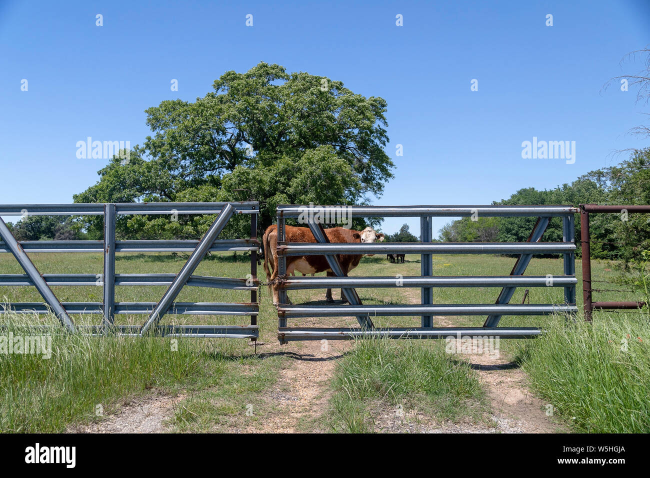 Grâce à la vache à la ferme Banque D'Images
