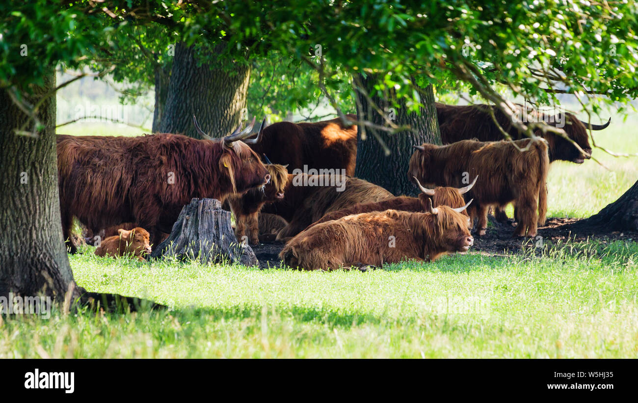 Les vaches Highland cattle family reste dans la fraîcheur de l'ombre sous les arbres. Les vaches Highland cattle ont longues cornes et long wavy couches. Elles proviennent d' Banque D'Images