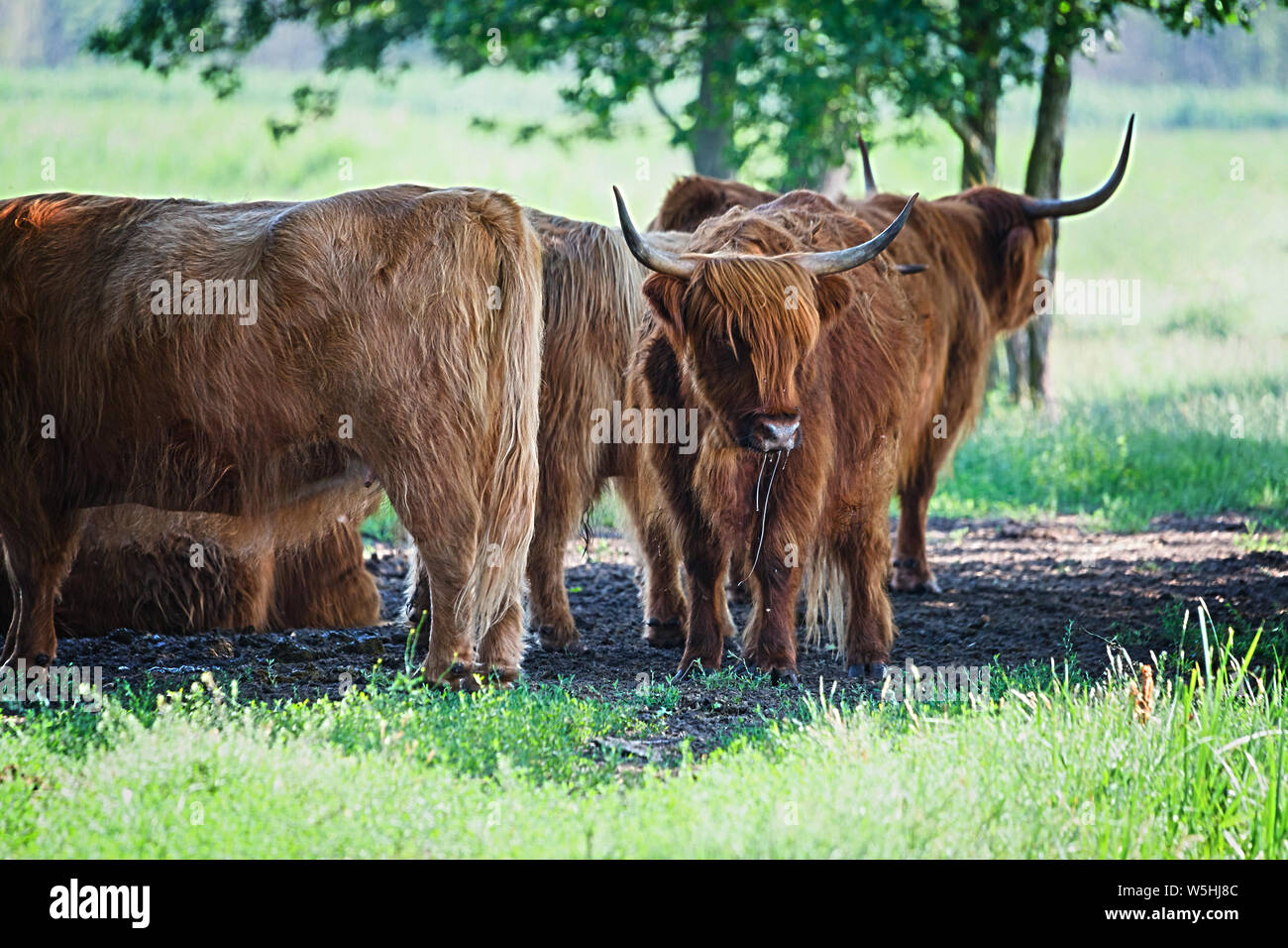 Les vaches Highland cattle dans les pâturages de la famille, ayant un reste dans l'ombre fraîche sous les arbres. Ces animaux ont des cornes longues et ondulées long manteaux. Ils proviennent je Banque D'Images