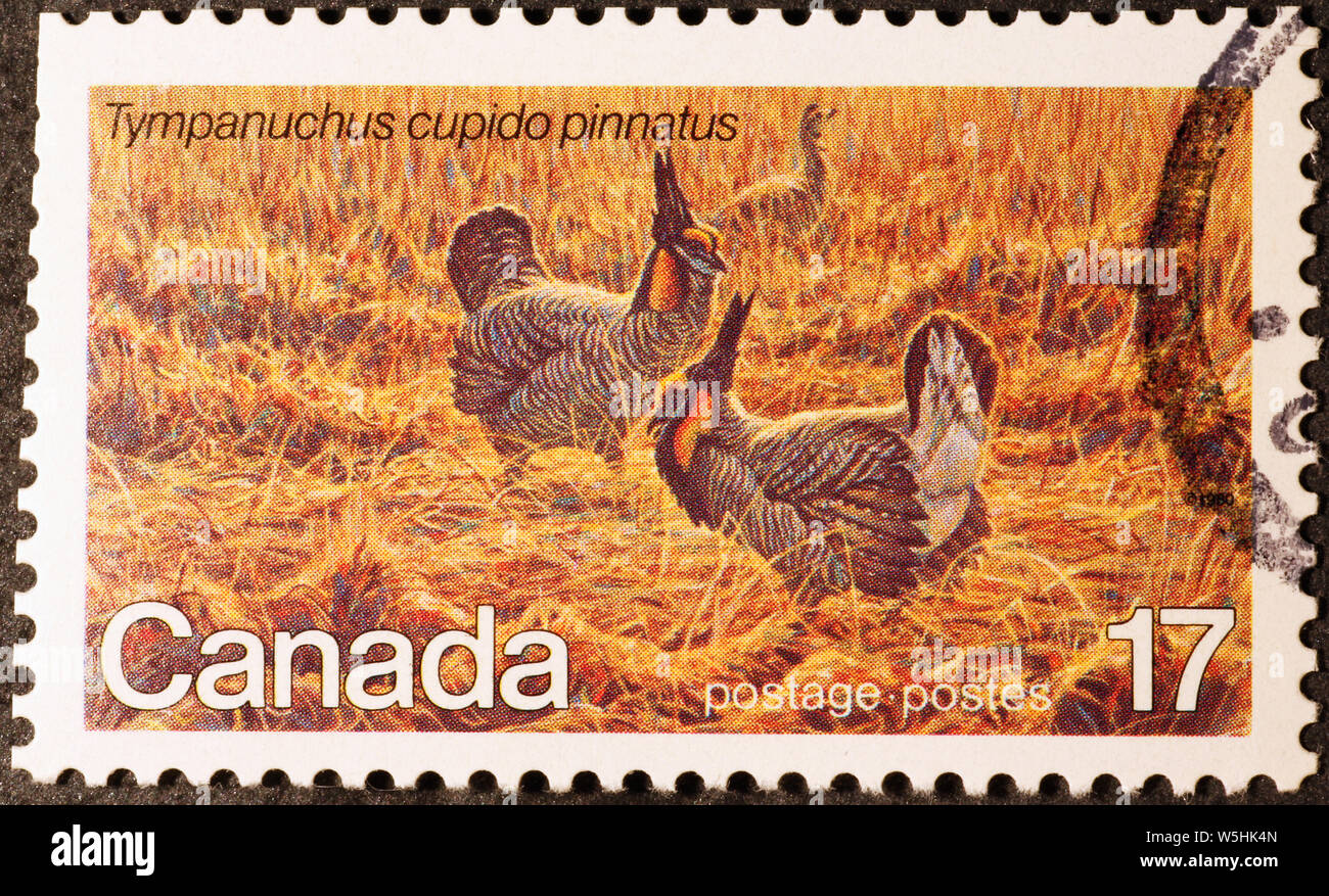Une plus grande prairie poulets sur timbre-poste canadien Banque D'Images
