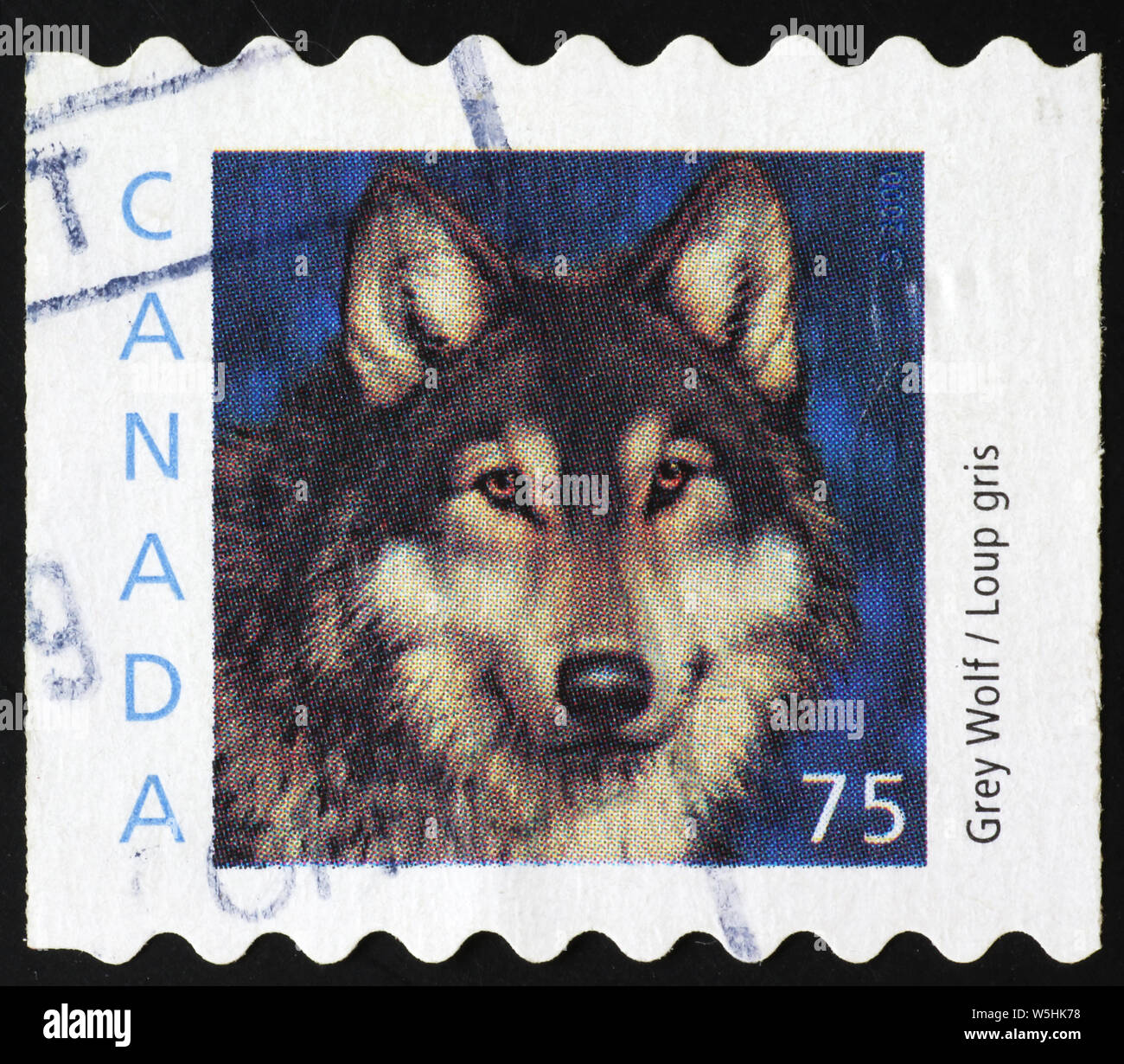 Loup gris sur timbre-poste canadien Banque D'Images