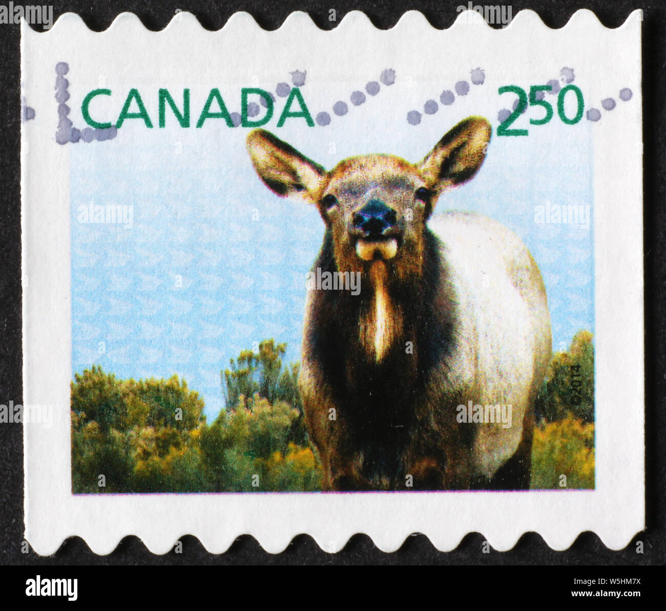 Femelle Wapiti Wapiti sur timbre-poste canadien Banque D'Images