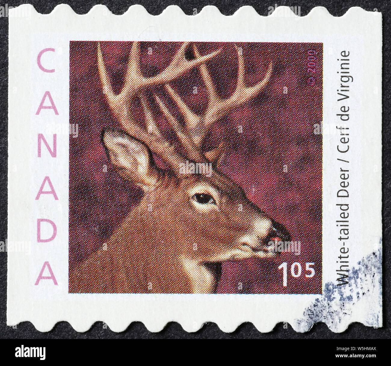 Le cerf de Virginie sur timbre-poste canadien Banque D'Images