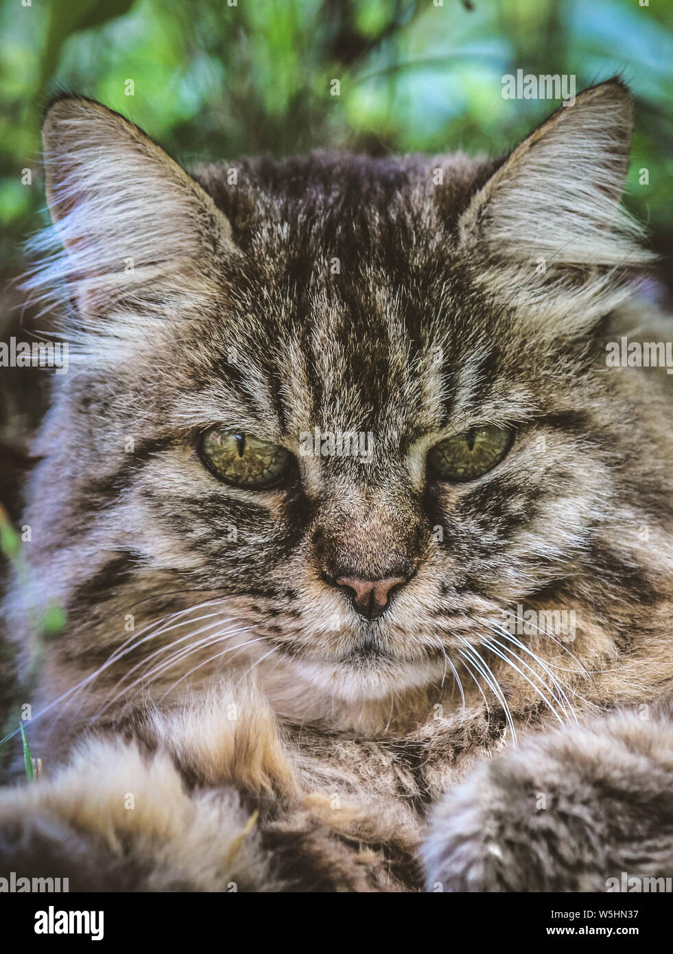 Photo verticale de l'adorable chat tigré dehors allongé sur l'herbe. Cat à l'extérieur. Close up cat head. Chat gris regarder, regarder les chats. Beaux animaux de compagnie. Les chats persans. Banque D'Images