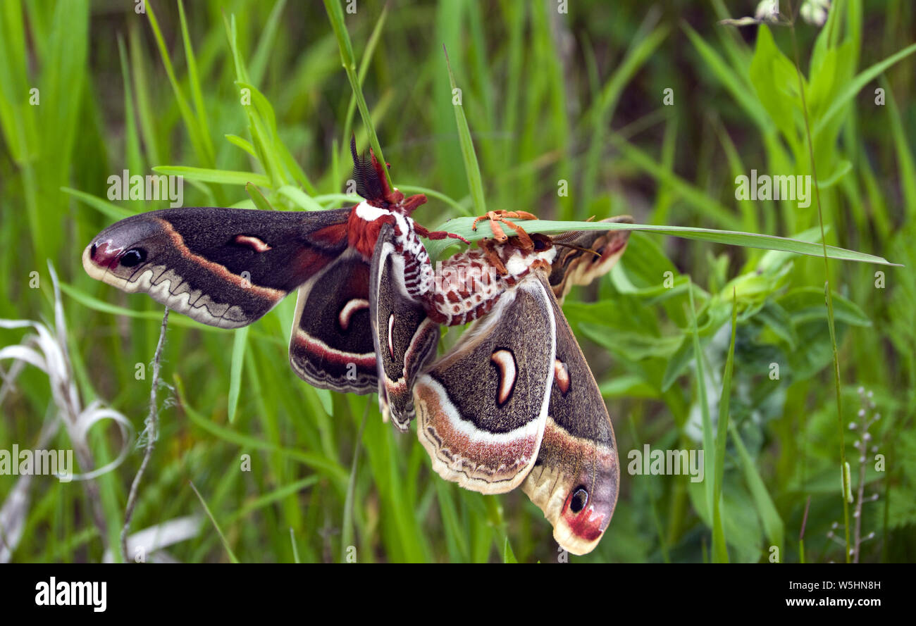 Cecropia moths, Hyalophora cecropia, appariement. Plus grand papillon nord-américain, famille des Saturniidae ou papillons géants en soie. Banque D'Images