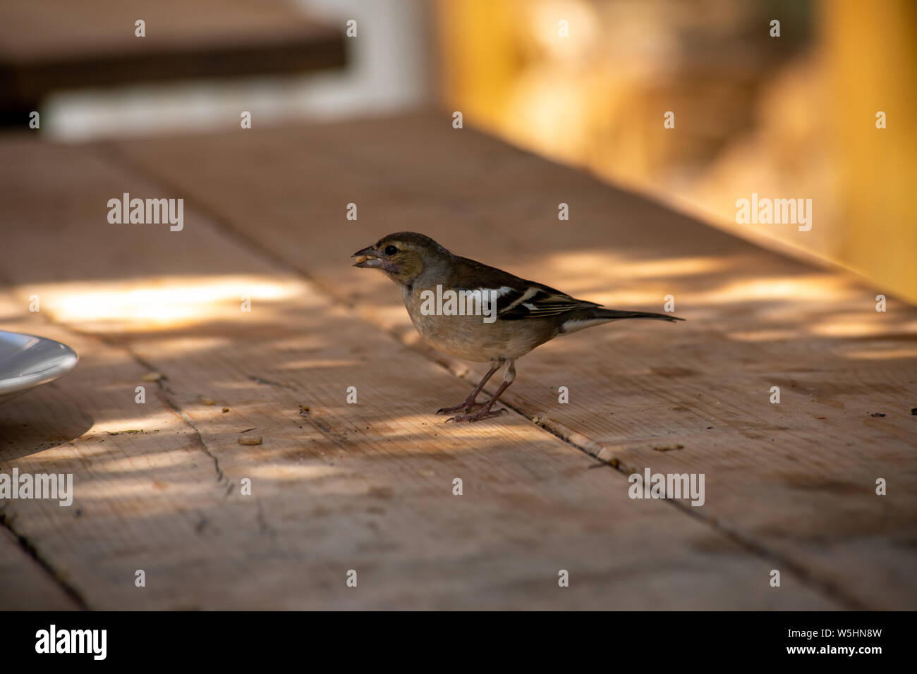 Chaffinch femelle obtenir de la nourriture à partir d'une table de jardin Banque D'Images