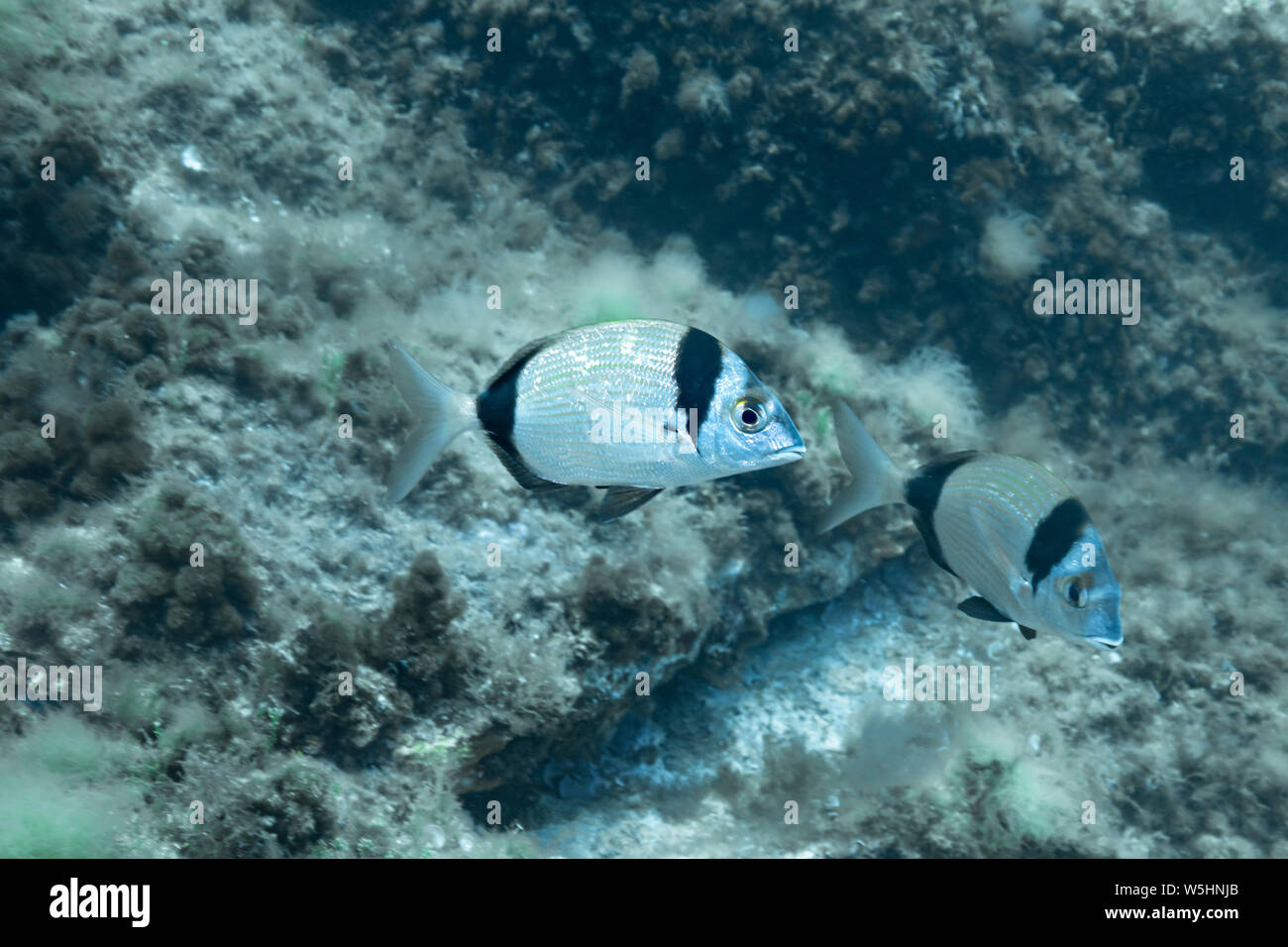 Deux communes sont la dorade-sar à tête noire (Diplodus vulgaris) de la mer Méditerranée. Banque D'Images