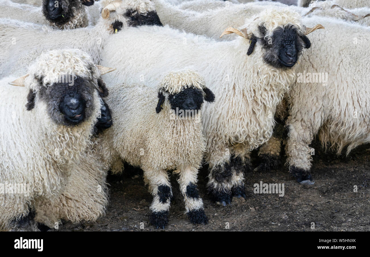 Drôle de moutons nez noir dans les montagnes de Zermatt, Valais, Wallis, Banque D'Images