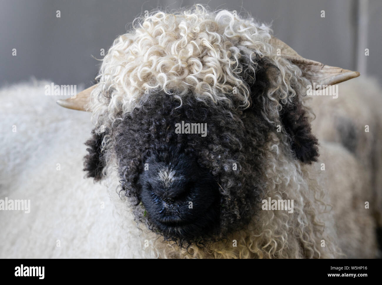 Drôle de moutons nez noir dans les montagnes de Zermatt, Valais, Wallis, Banque D'Images