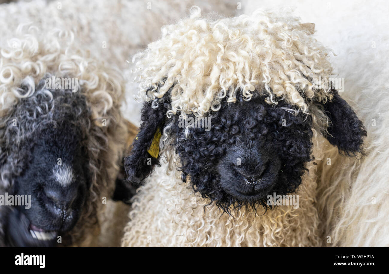 Drôle de moutons nez noir dans les montagnes de Zermatt, Valais, Wallis, Banque D'Images