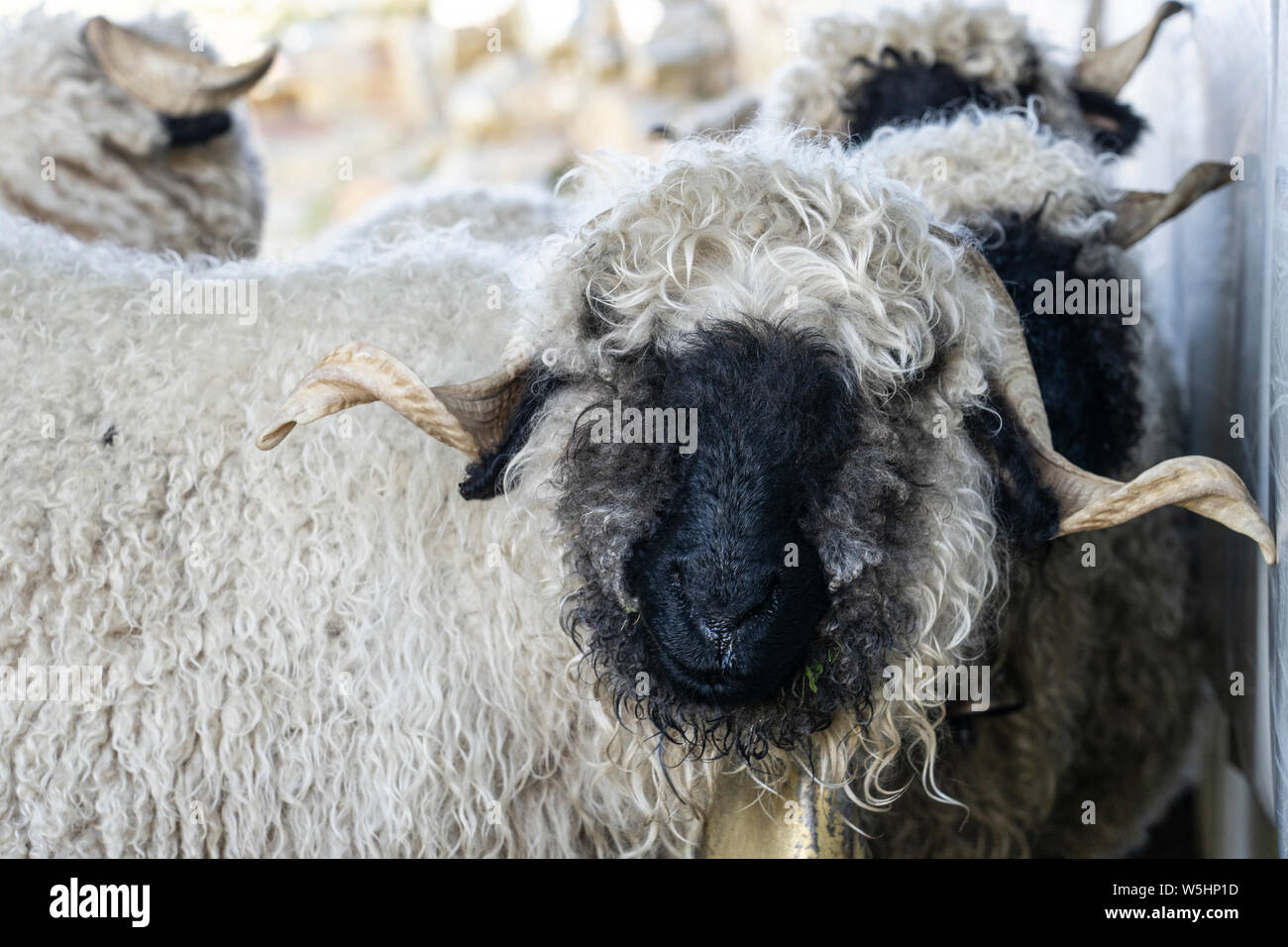 Drôle de moutons nez noir dans les montagnes de Zermatt, Valais, Wallis, Banque D'Images