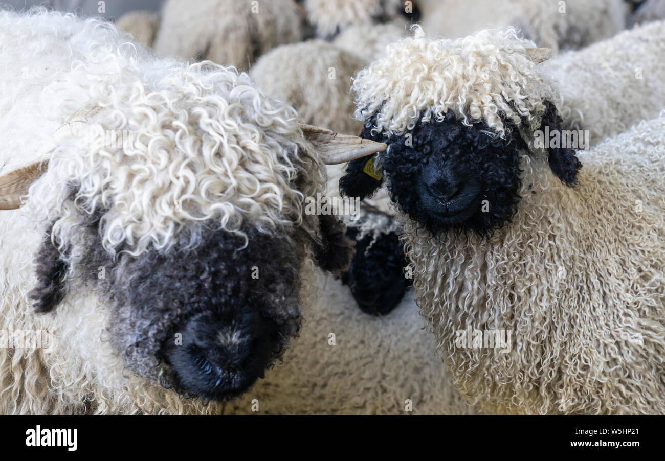 Drôle de moutons nez noir dans les montagnes de Zermatt, Valais, Wallis, Banque D'Images