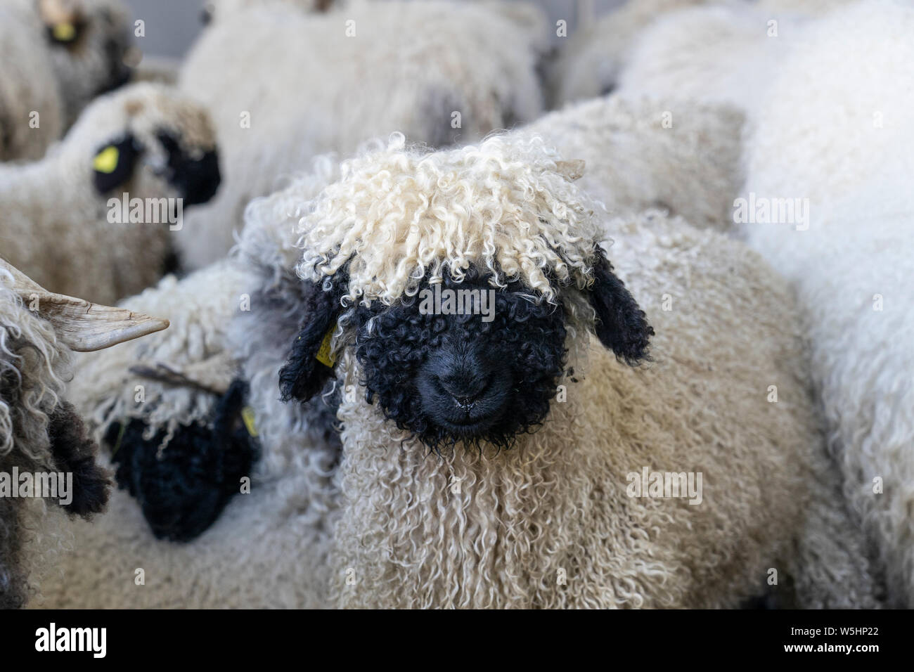 Drôle de moutons nez noir dans les montagnes de Zermatt, Valais, Wallis, Banque D'Images