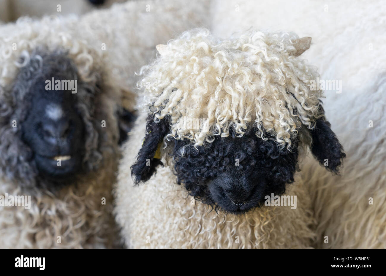 Drôle de moutons nez noir dans les montagnes de Zermatt, Valais, Wallis, Banque D'Images