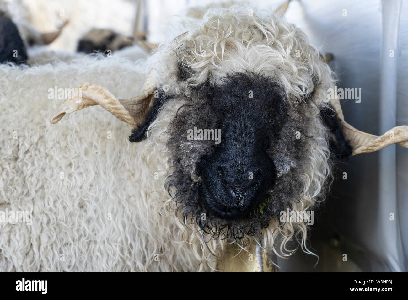 Drôle de moutons nez noir dans les montagnes de Zermatt, Valais, Wallis, Banque D'Images