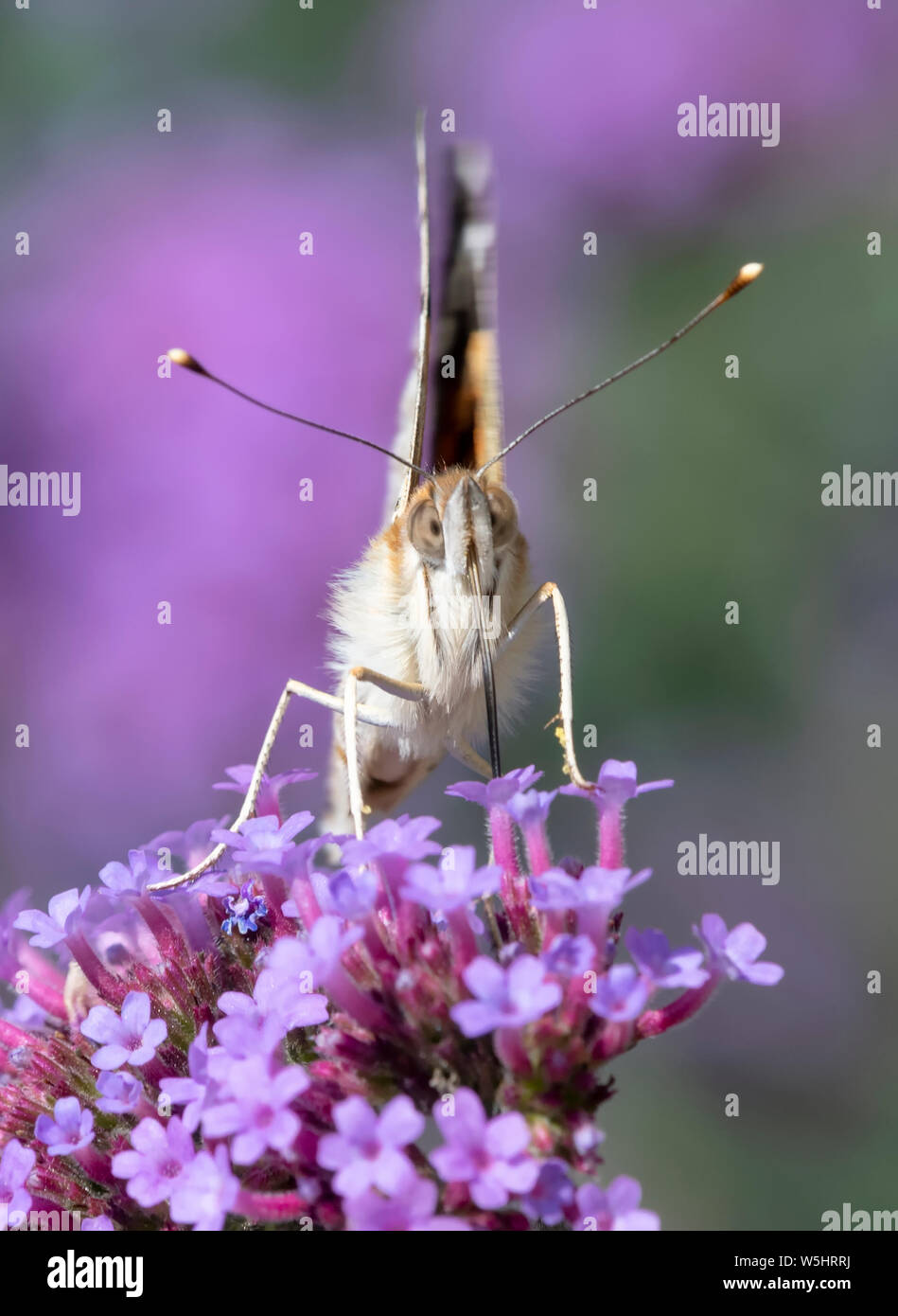 Papillon belle dame (Vanessa cardui) se nourrissant d'une fleur de verveine avec des ailes fermées Banque D'Images