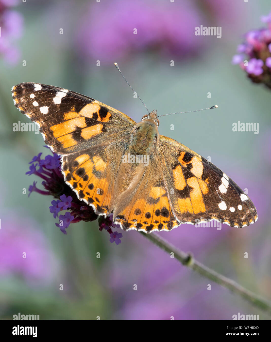 Papillon belle dame (Vanessa cardui) avec des ailes ouvrir et d'alimentation d'une fleur de verveine Banque D'Images