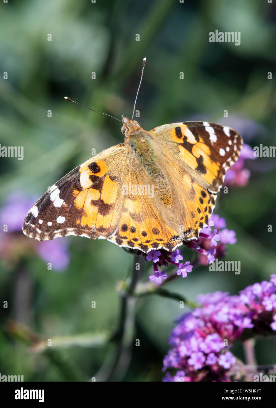 Papillon belle dame (Vanessa cardui) avec des ailes ouvrir et d'alimentation d'une fleur de verveine Banque D'Images