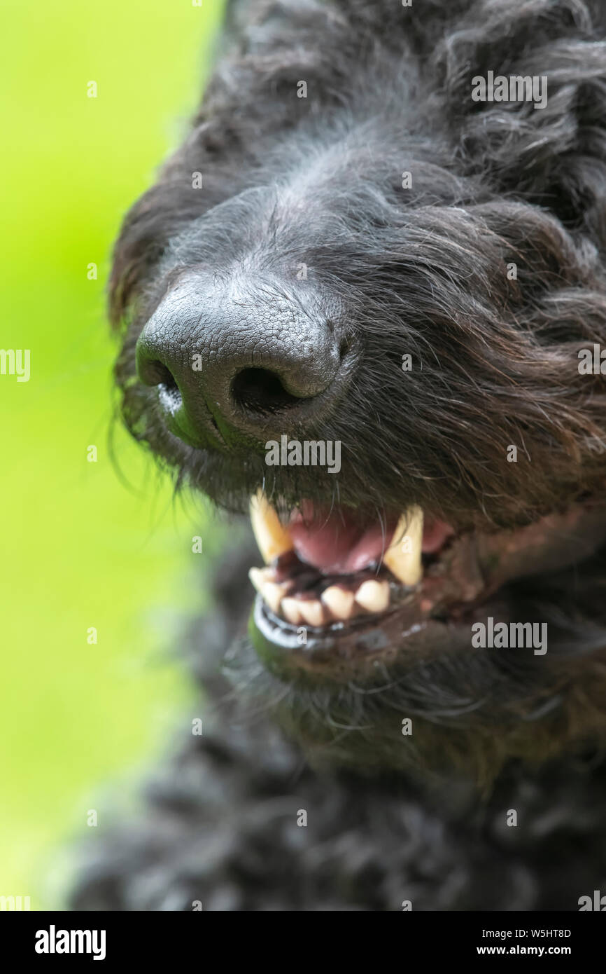 Close up du museau et d'un museau noir mignon labradoodle avec sa bouche ouverte et montrant les dents Banque D'Images
