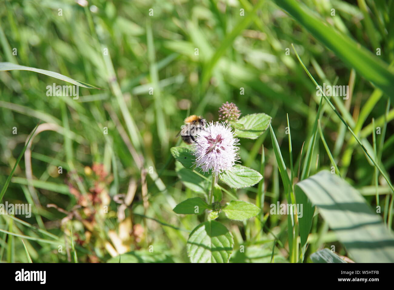 Abeille sur Clover Banque D'Images