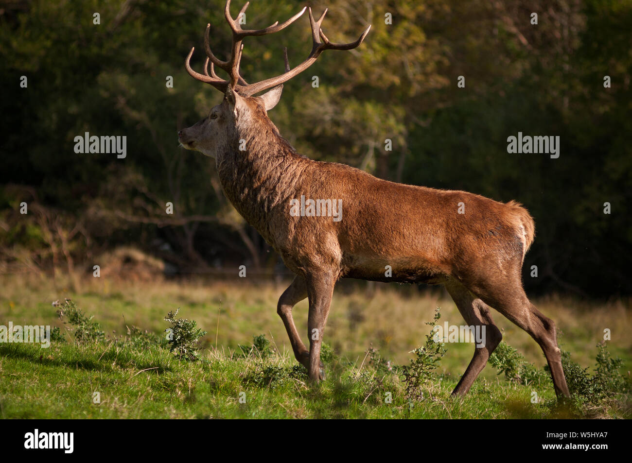 Red Deer stag Cervus elaphus en posture gracieuse le jour ensoleillé dans le parc national de Killarney, comté de Kerry, Irlande Banque D'Images