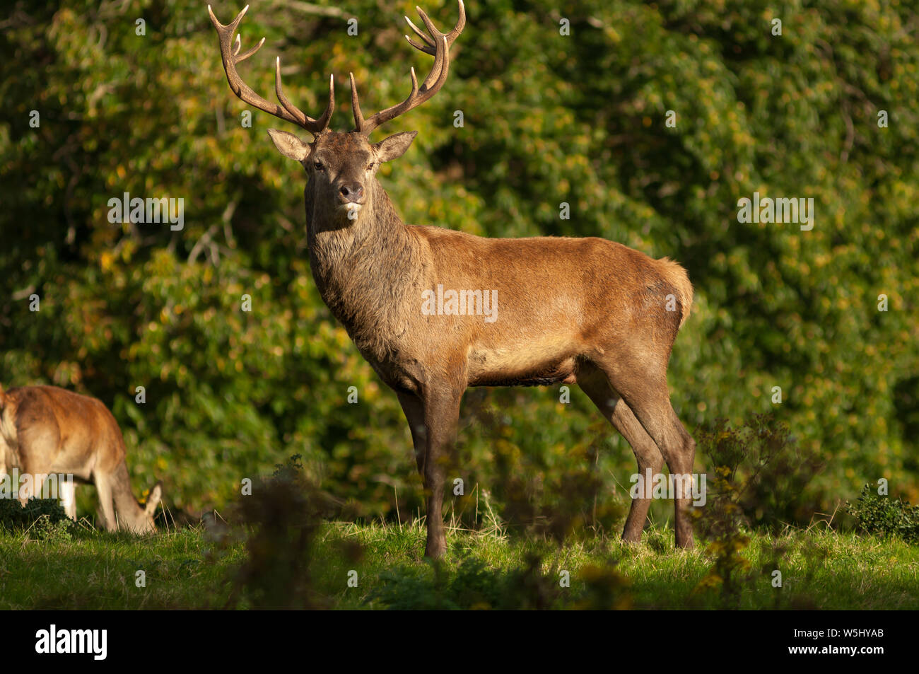 Red Deer stag Cervus elaphus en posture gracieuse le jour ensoleillé dans le parc national de Killarney, comté de Kerry, Irlande Banque D'Images