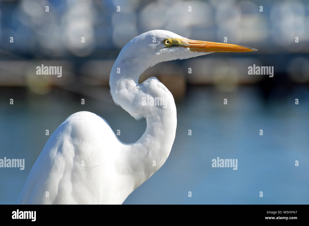 Grande aigrette blanche en forme de S avec tête, cou, yeux jaune vif et orange avant de sunlit bec montrant feather détail contre fond gris bleu. Banque D'Images