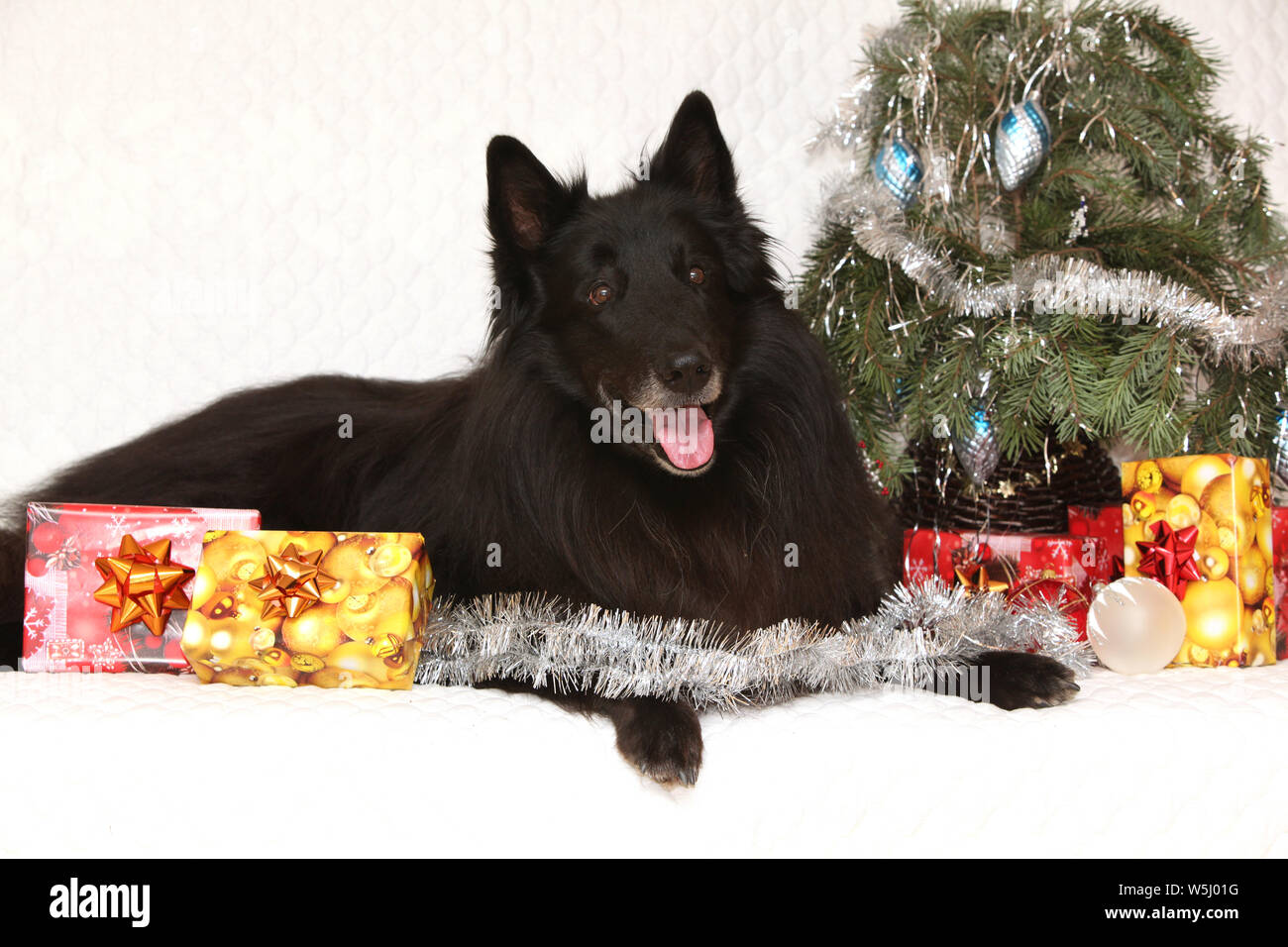 Six ans groenendeal incroyable chien avec des décorations de Noël Banque D'Images