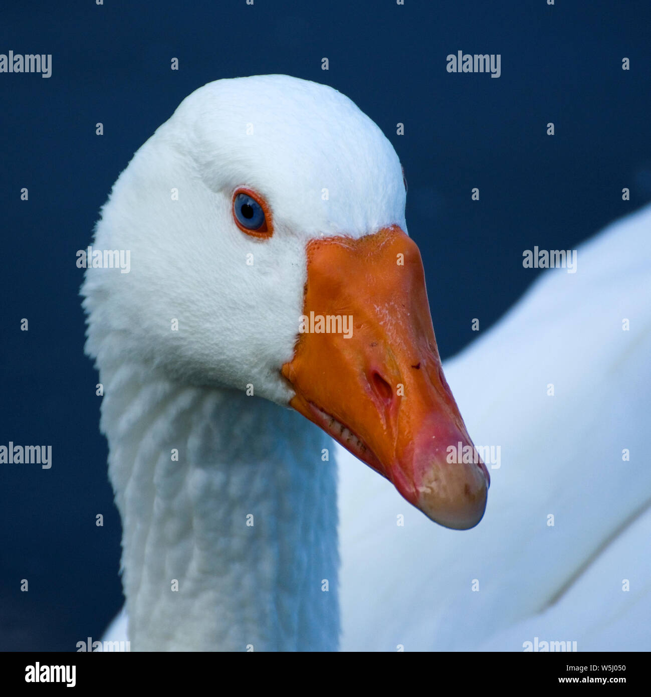 Photographie couleur de Emsen Goose aux yeux bleus blanc orange bec et pattes vu sur British Waterways, montrant la grâce et l'élégance calmy voyageant le B Banque D'Images