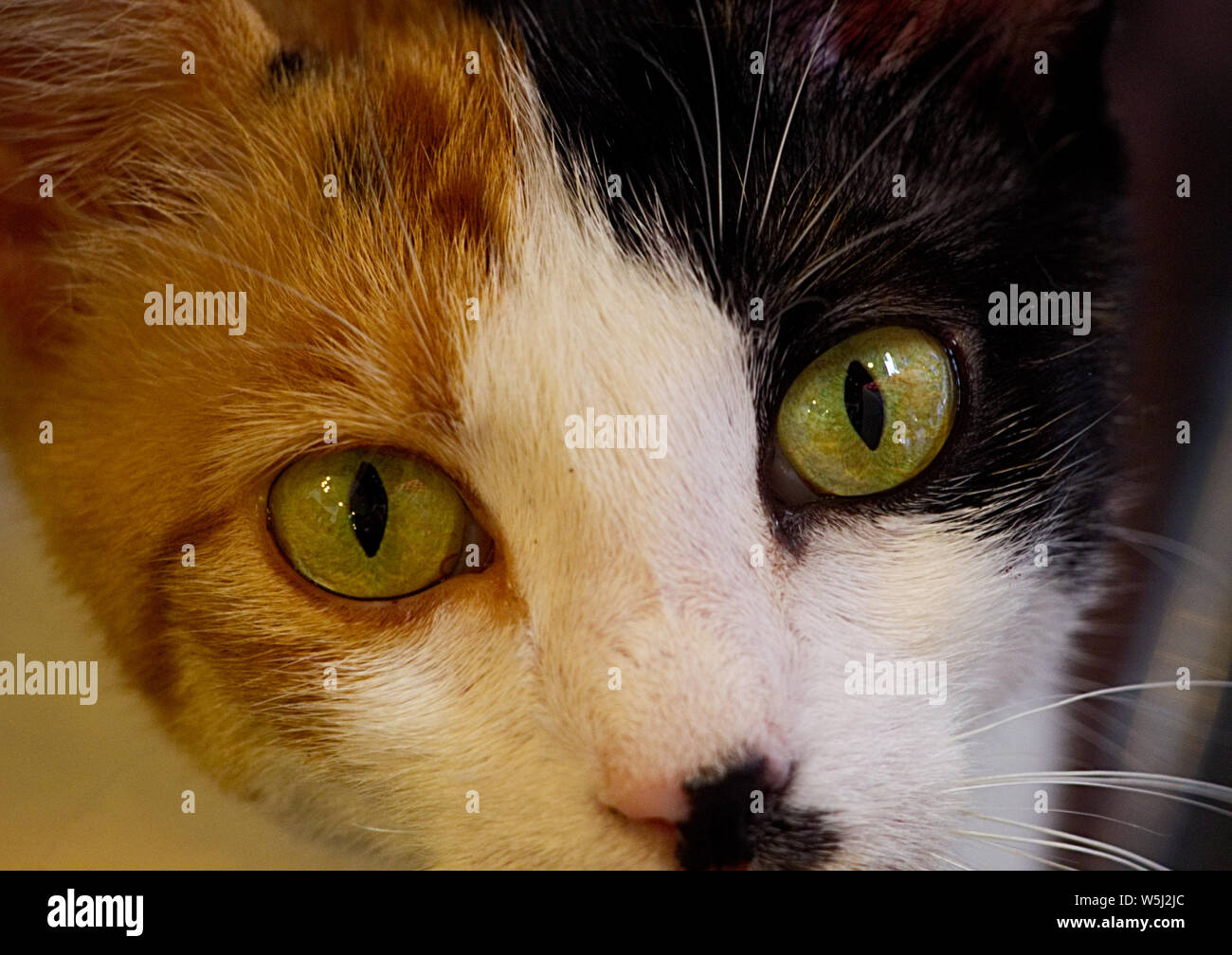 Le visage d'un cat looking at camera Banque D'Images