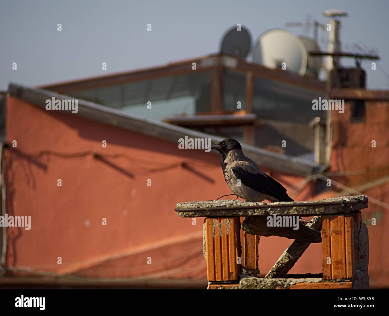 Crow s'appuyant sur une cheminée Banque D'Images
