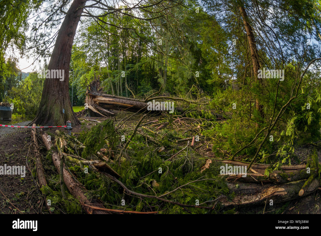 Les arbres renversés par une tempête à l'Hüneggpark à Hilterfingen Banque D'Images