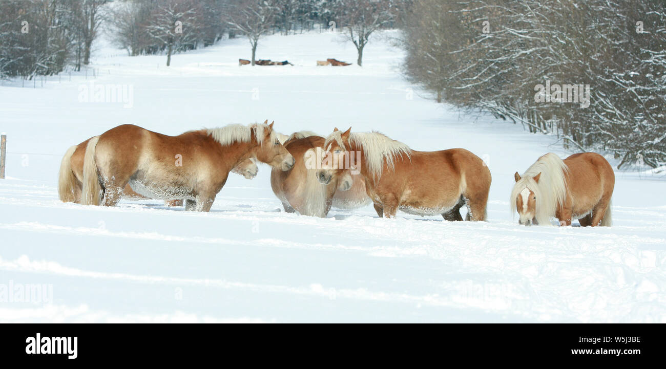 Lot de haflingers fonctionnant ensemble en hiver Banque D'Images