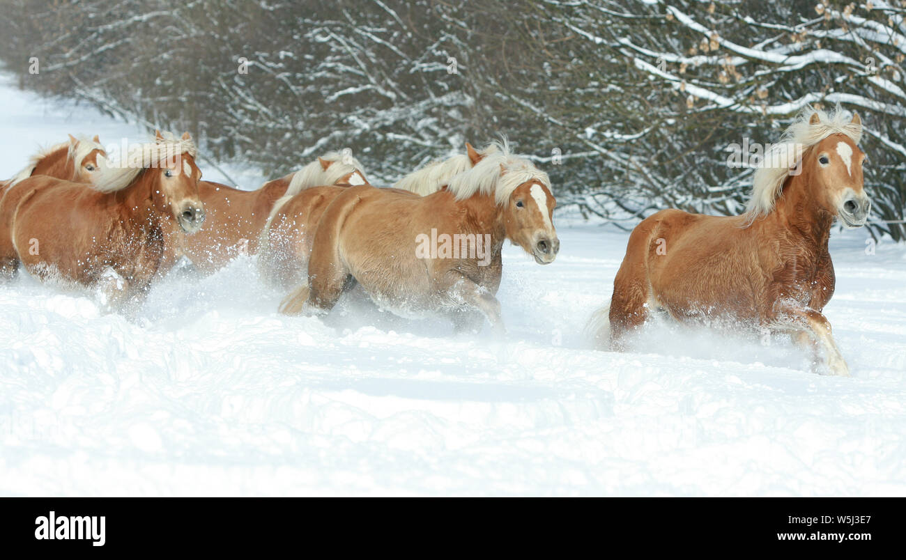 Lot de haflingers fonctionnant ensemble en hiver Banque D'Images