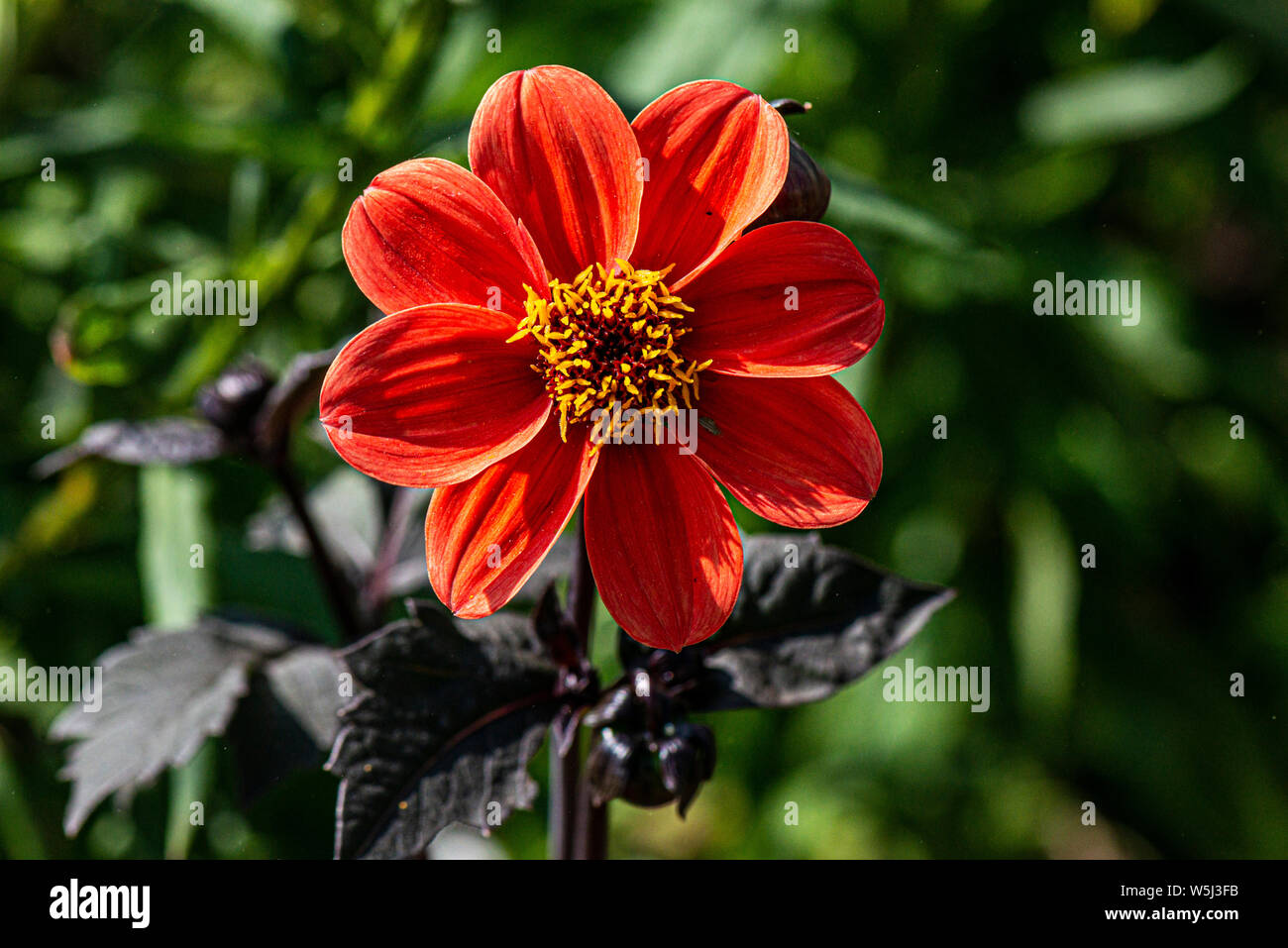 La fleur d'un dahlia 'Bishop's Children' Banque D'Images