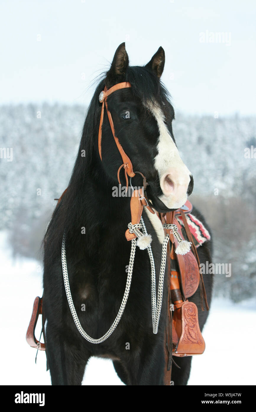 Belle peinture cheval avec l'équipement de l'ouest en hiver Banque D'Images