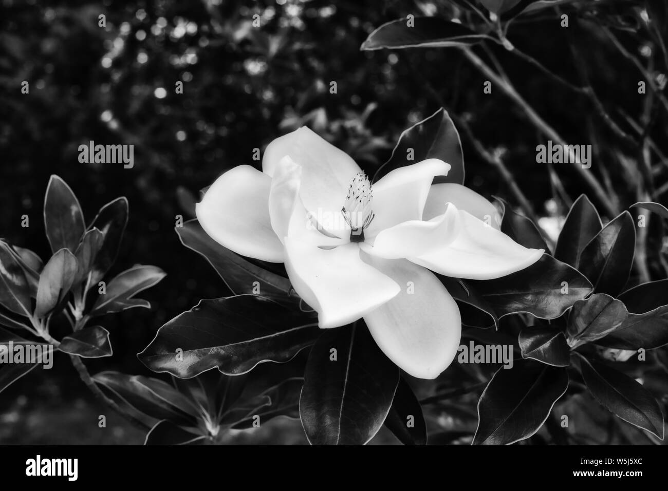 Le Magnolia est la fleur de l'État du Mississippi et de la Louisiane. Banque D'Images