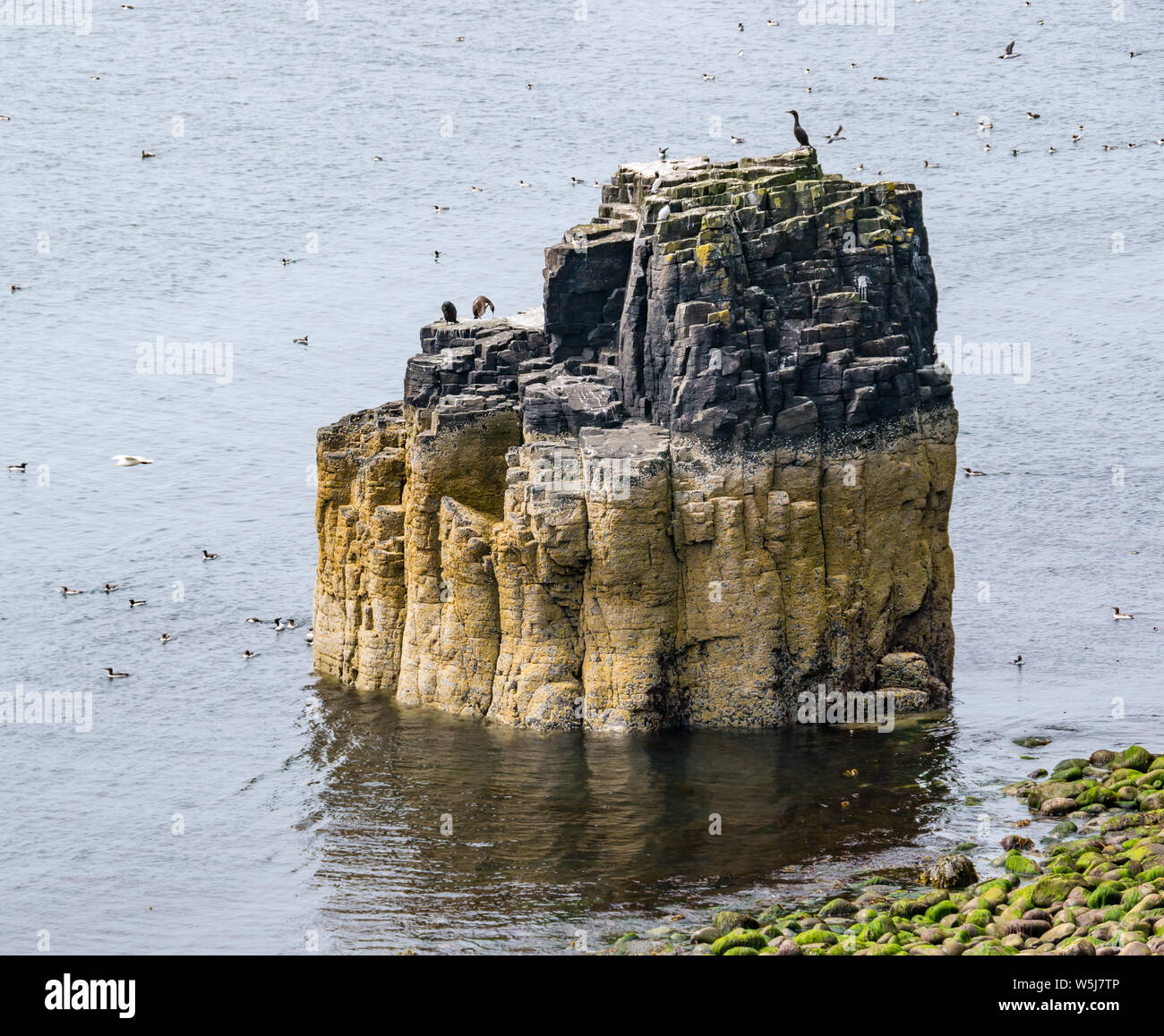 Pile de roche avec les oiseaux de falaise, à l'île de mai, Ecosse, Royaume-Uni Banque D'Images