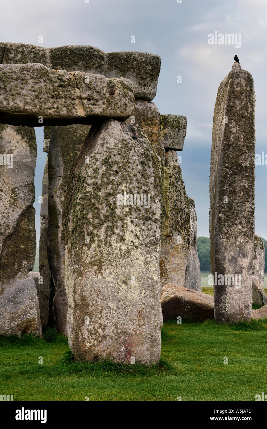 Tall menhirs de Stonehenge le cercle de pierre préhistorique ruines et d'oiseau dans la plaine de Salisbury dans le Wiltshire en Angleterre à l'aube Banque D'Images