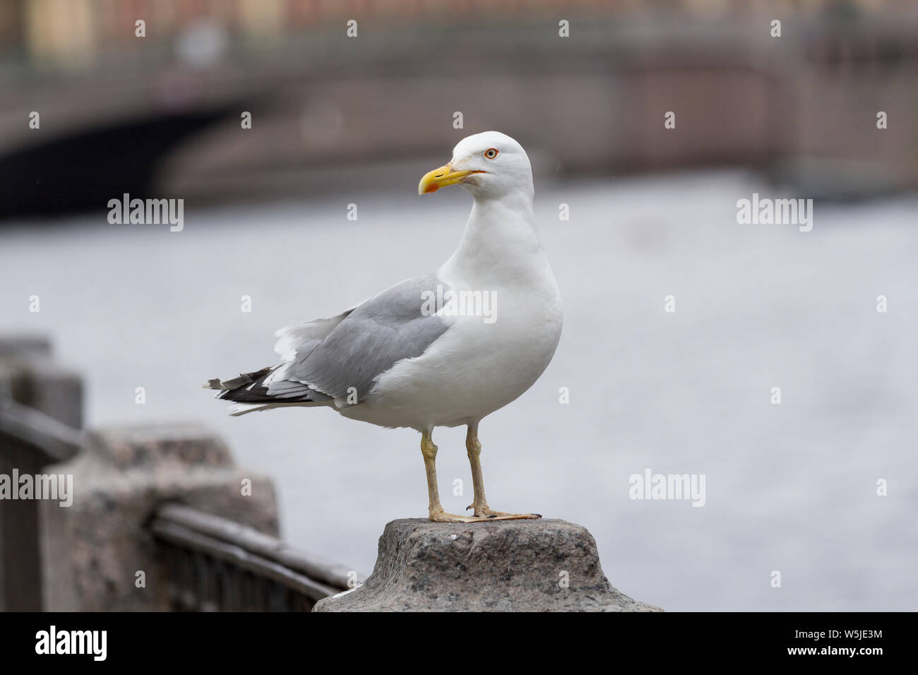 Mouette se trouve sur une pierre de granit à quai dans la ville Banque D'Images