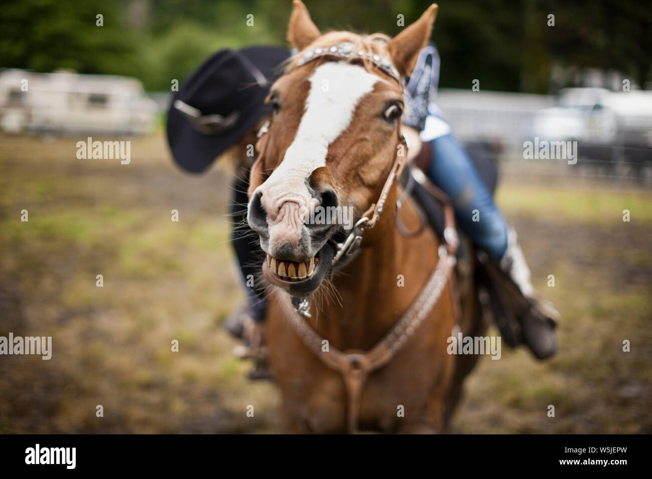 Horse et grimaçant, comme son cavalier ajuste étriers. Banque D'Images