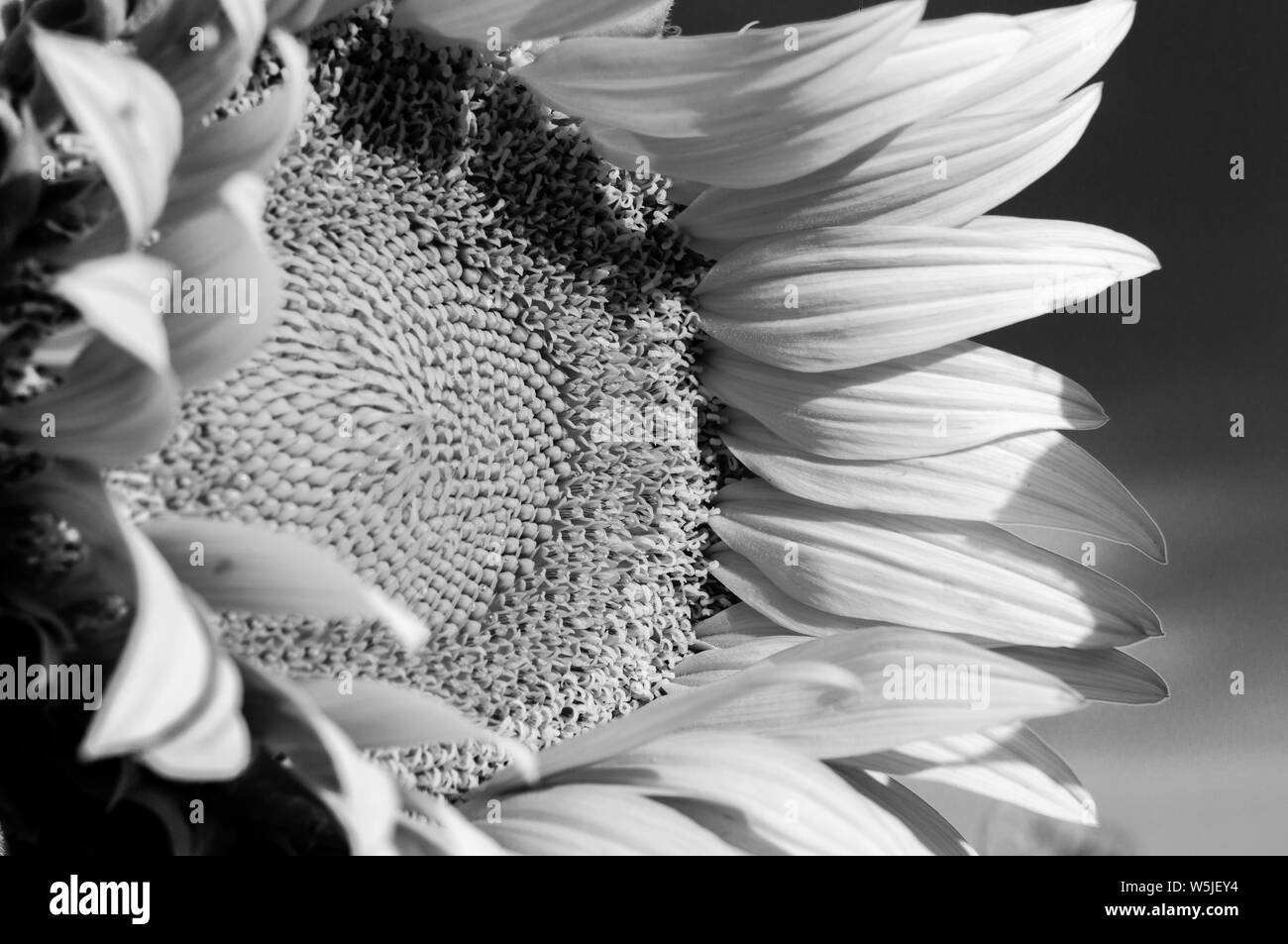 Fleurs de tournesol dans la lumière de l'aube Banque D'Images