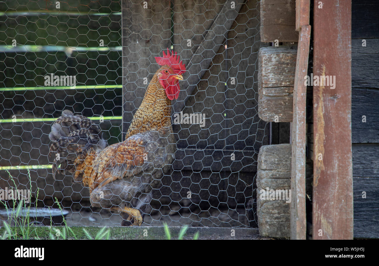 Dans Un Poulailler Photos Dans Un Poulailler Images Alamy