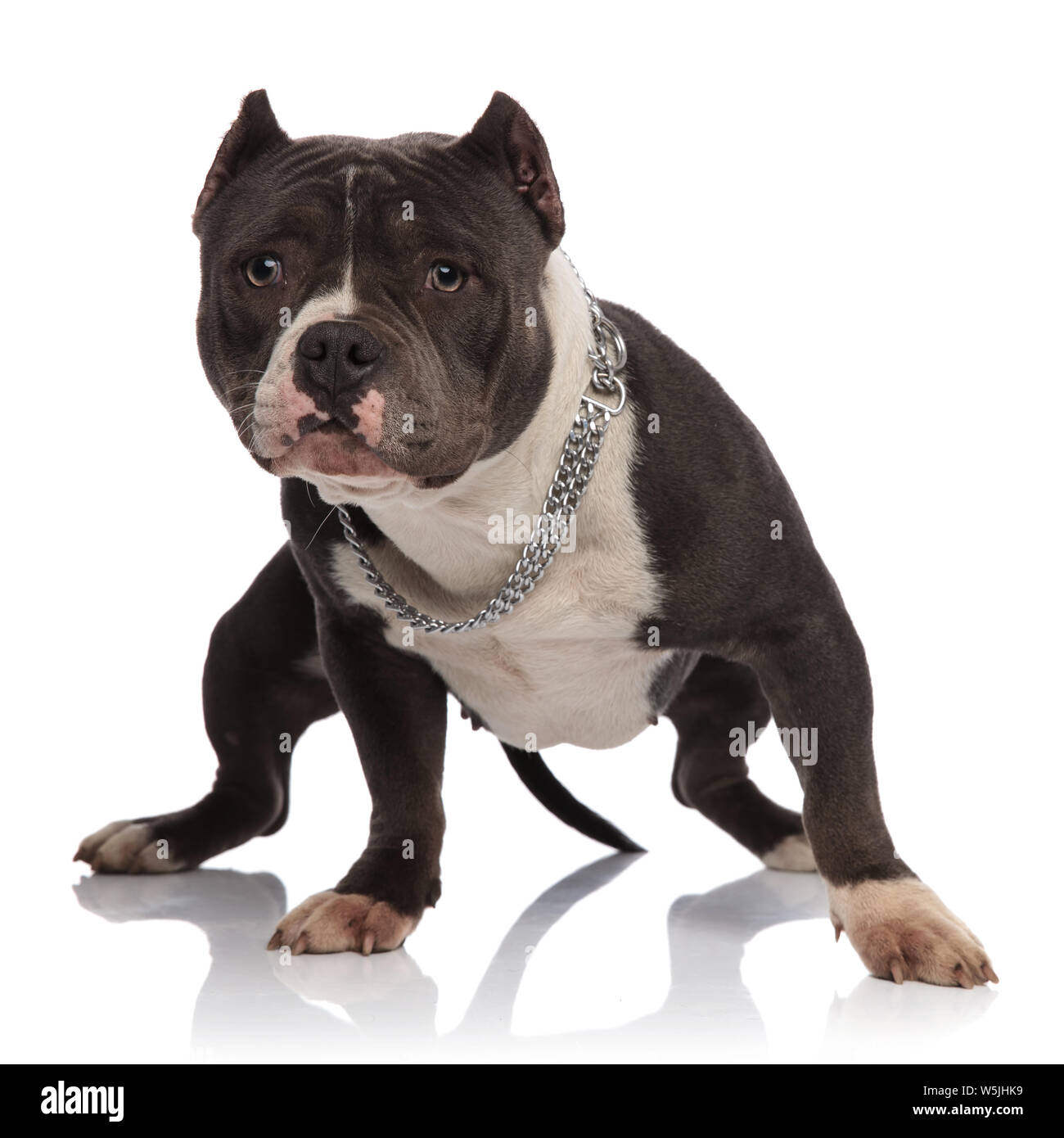 Cute american bully portant des cols bleus sur fond blanc et permanent à côté de Banque D'Images