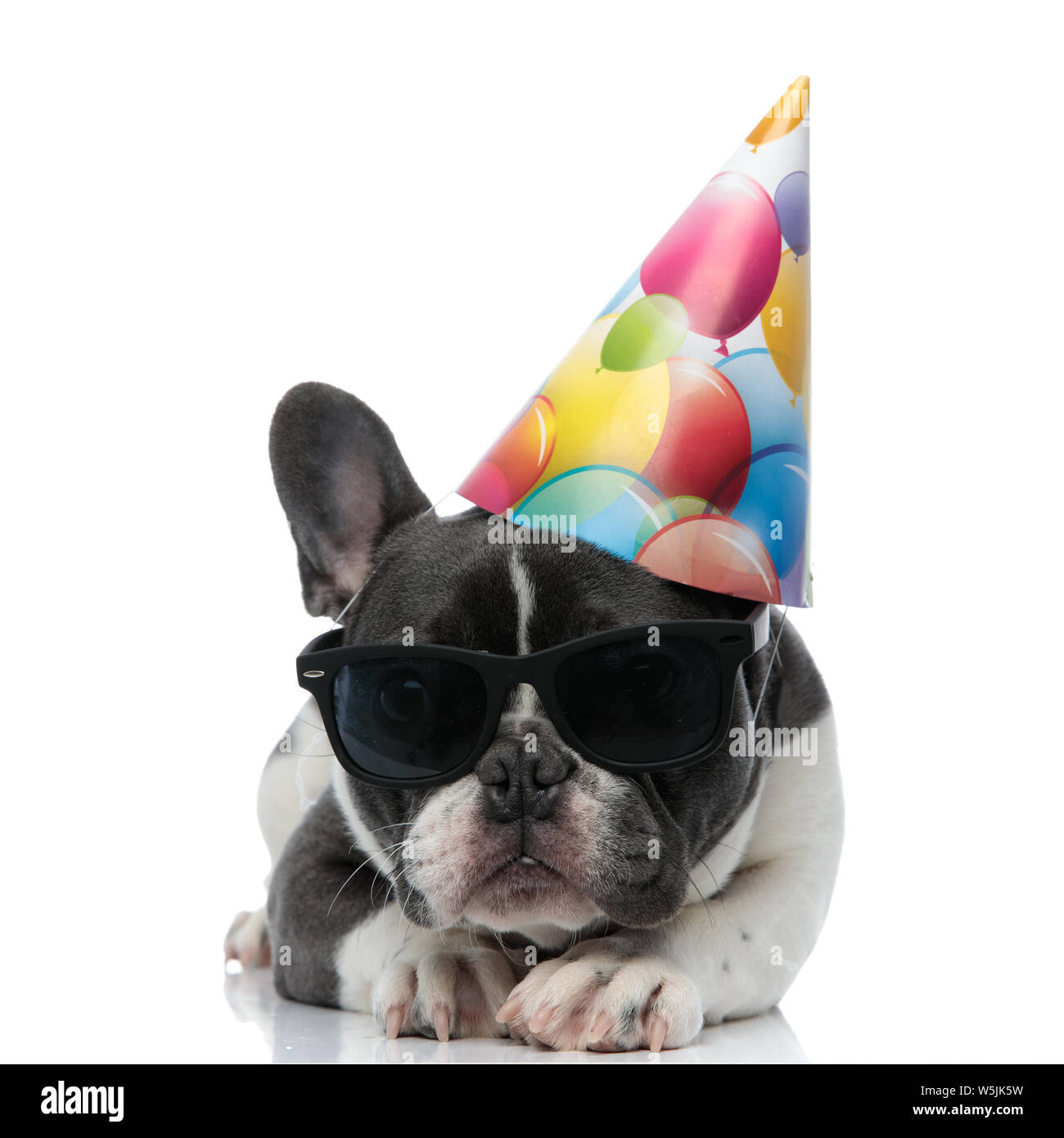Anniversaire De Chiot Bouledogue Francais Banque D Image Et Photos Alamy